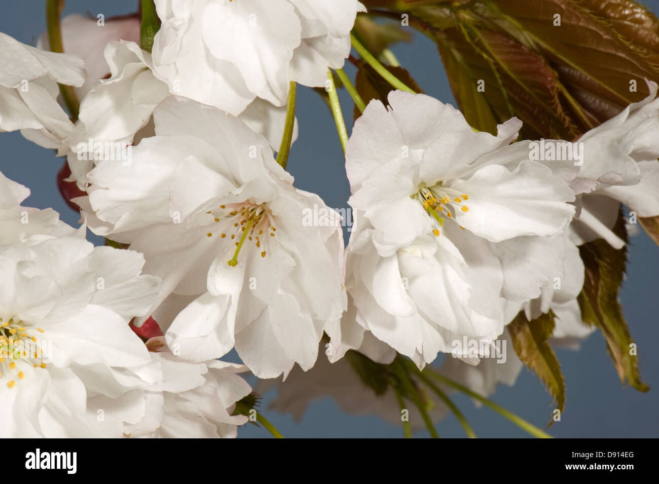Flowers on an ornamental flowering cherry tree Prunus 'Shizuka' or Fragrant Cloud young red leaves Stock Photo