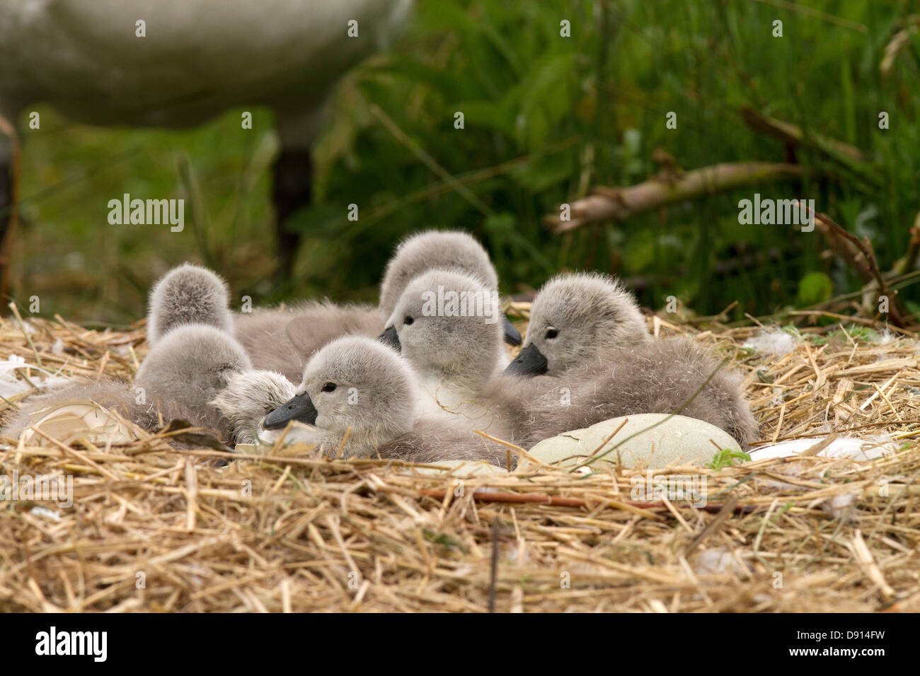 Cygnets on the nest Stock Photo