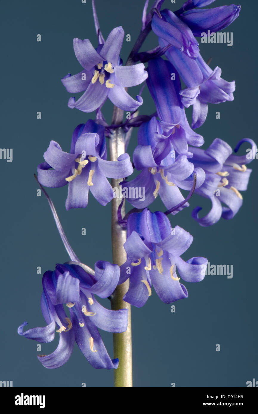 Detail of bluebell flower and florets, Hyacinthoides non-scripta, probably hybrid with H. Hispanica, Stock Photo