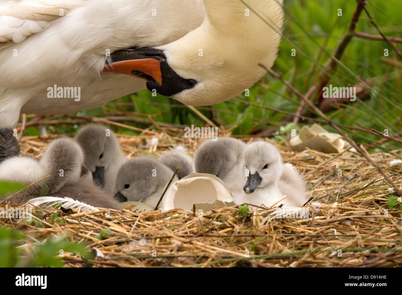 Mother preening with cygnets on the nest Stock Photo