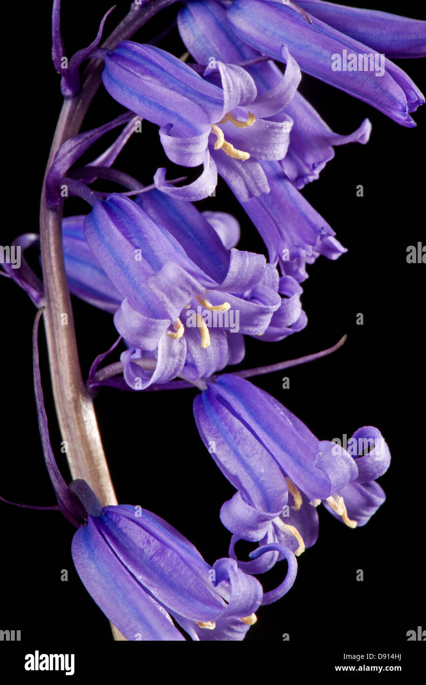 Detail of bluebell flower and florets, Hyacinthoides non-scripta, probably hybrid with H. Hispanica, Stock Photo