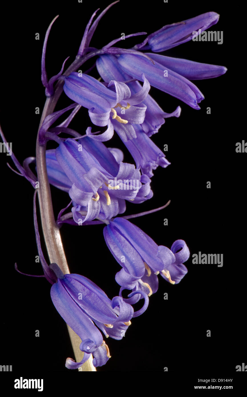 Detail of bluebell flower and florets, Hyacinthoides non-scripta, probably hybrid with H. Hispanica, Stock Photo