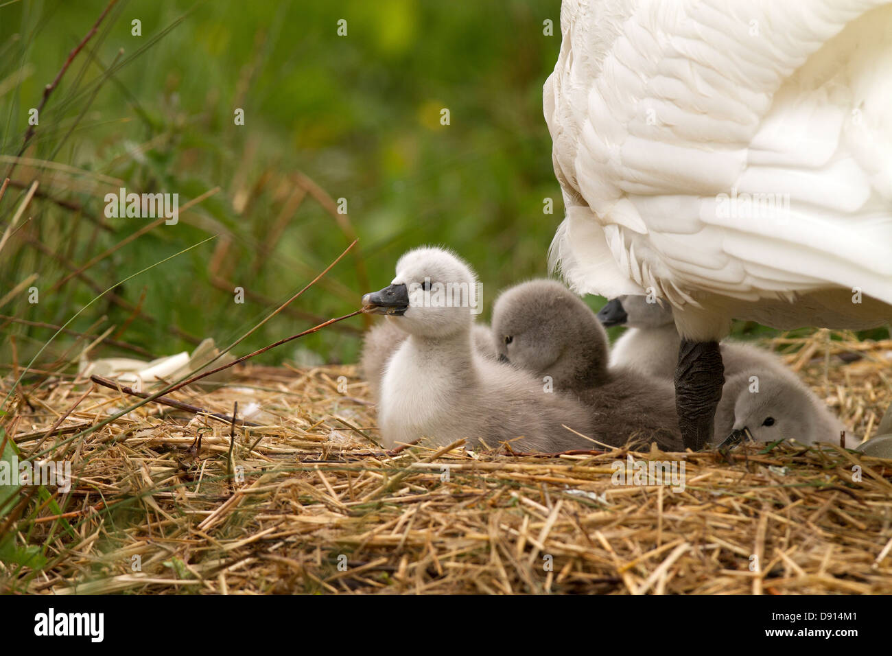 Cygnets exploring on the nest Stock Photo
