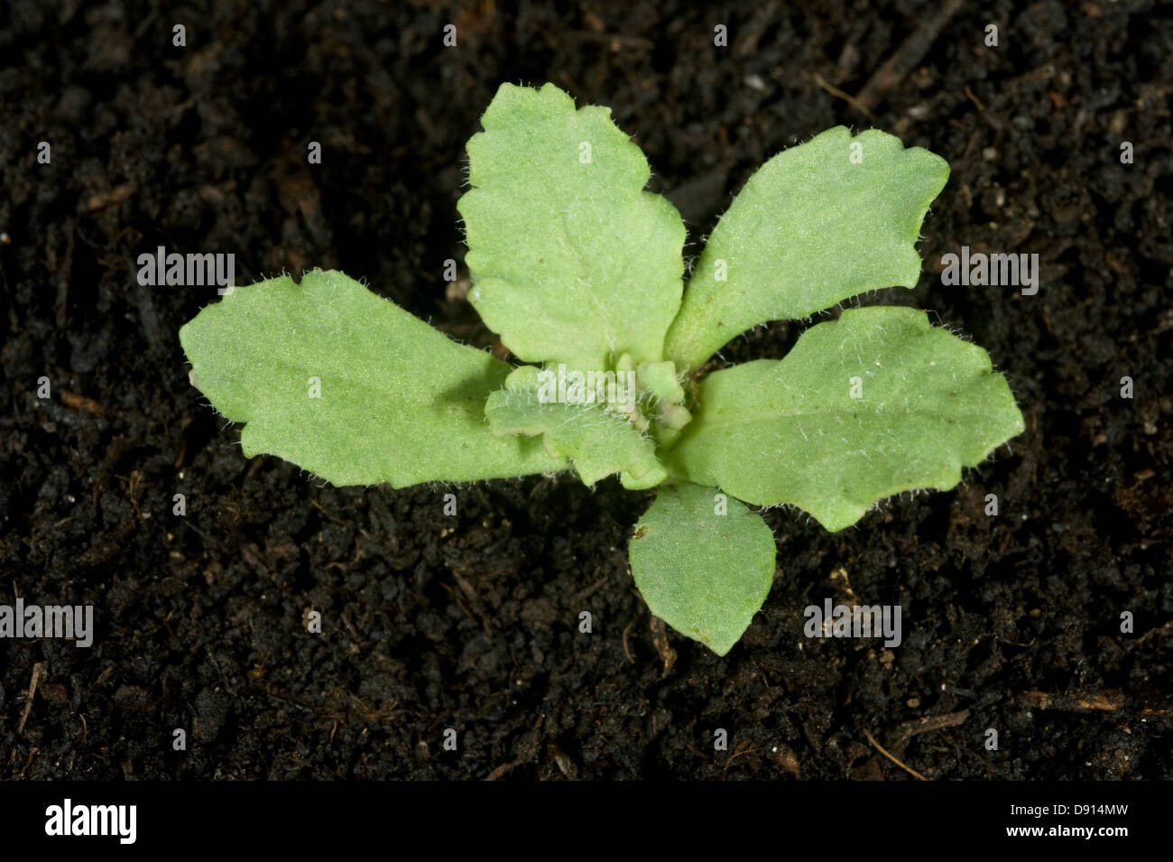 Seedling opium poppy, Papaver somniferum, a crop and naturalised