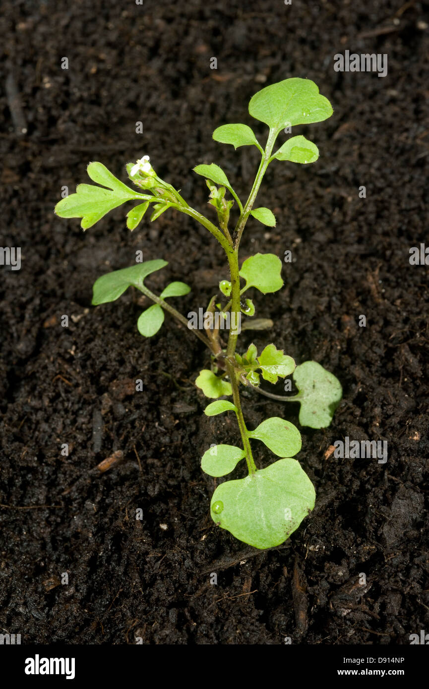 Young plant of hairy bittercress, Cardamine hirsuta, an annual garden weed Stock Photo