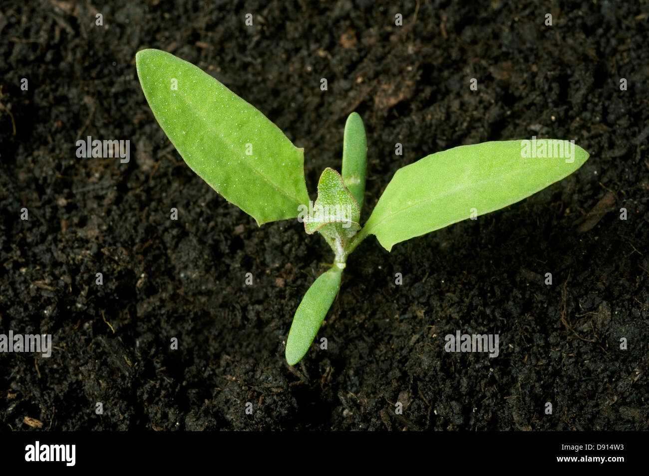 A seedling plant of common orache, Atriplex patula, with two true leaves and cotyledons Stock Photo