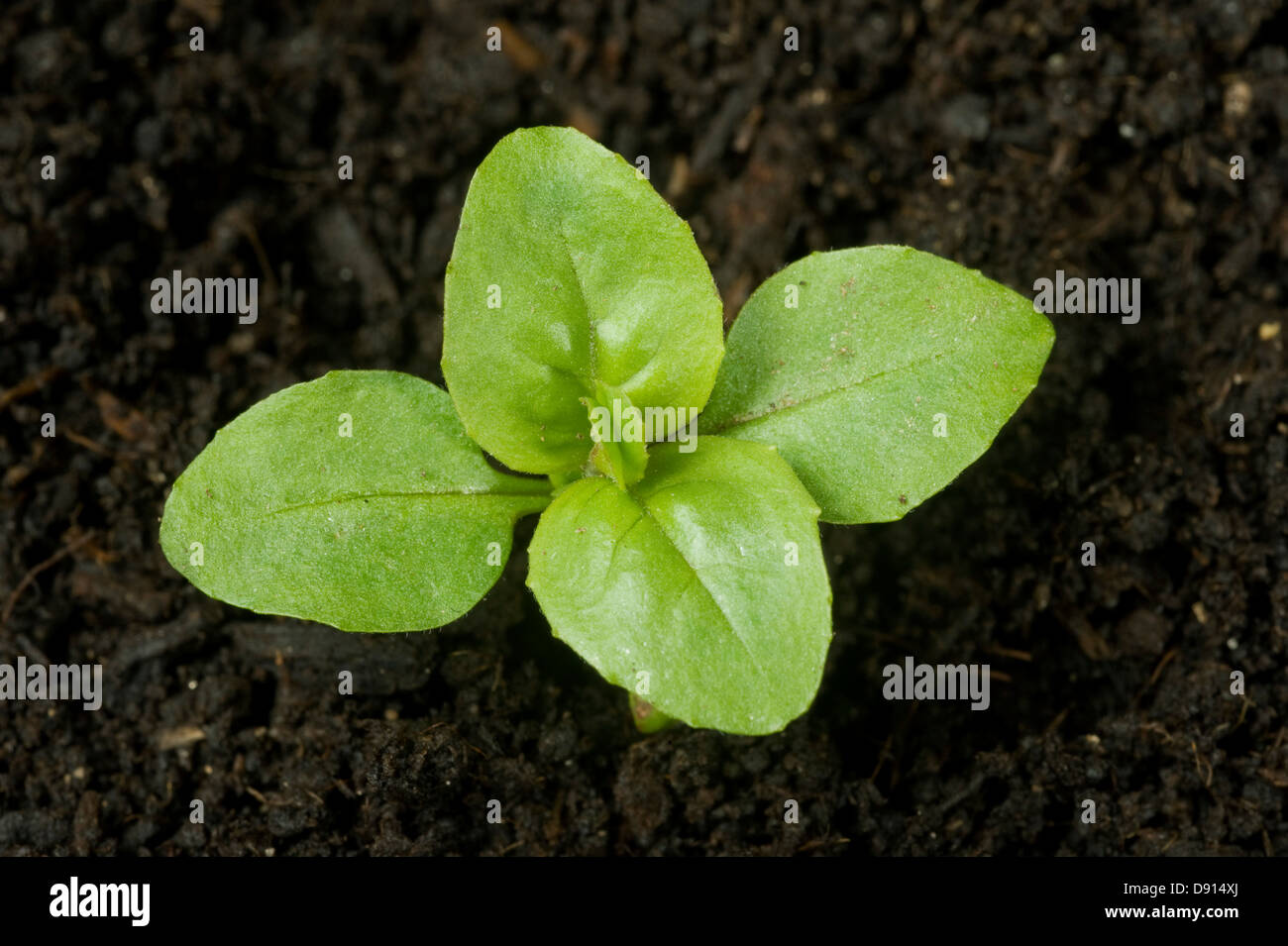 Seedling broad leaved willowherb, Epilobium montanum, arable annual garden weed with four true leaves Stock Photo