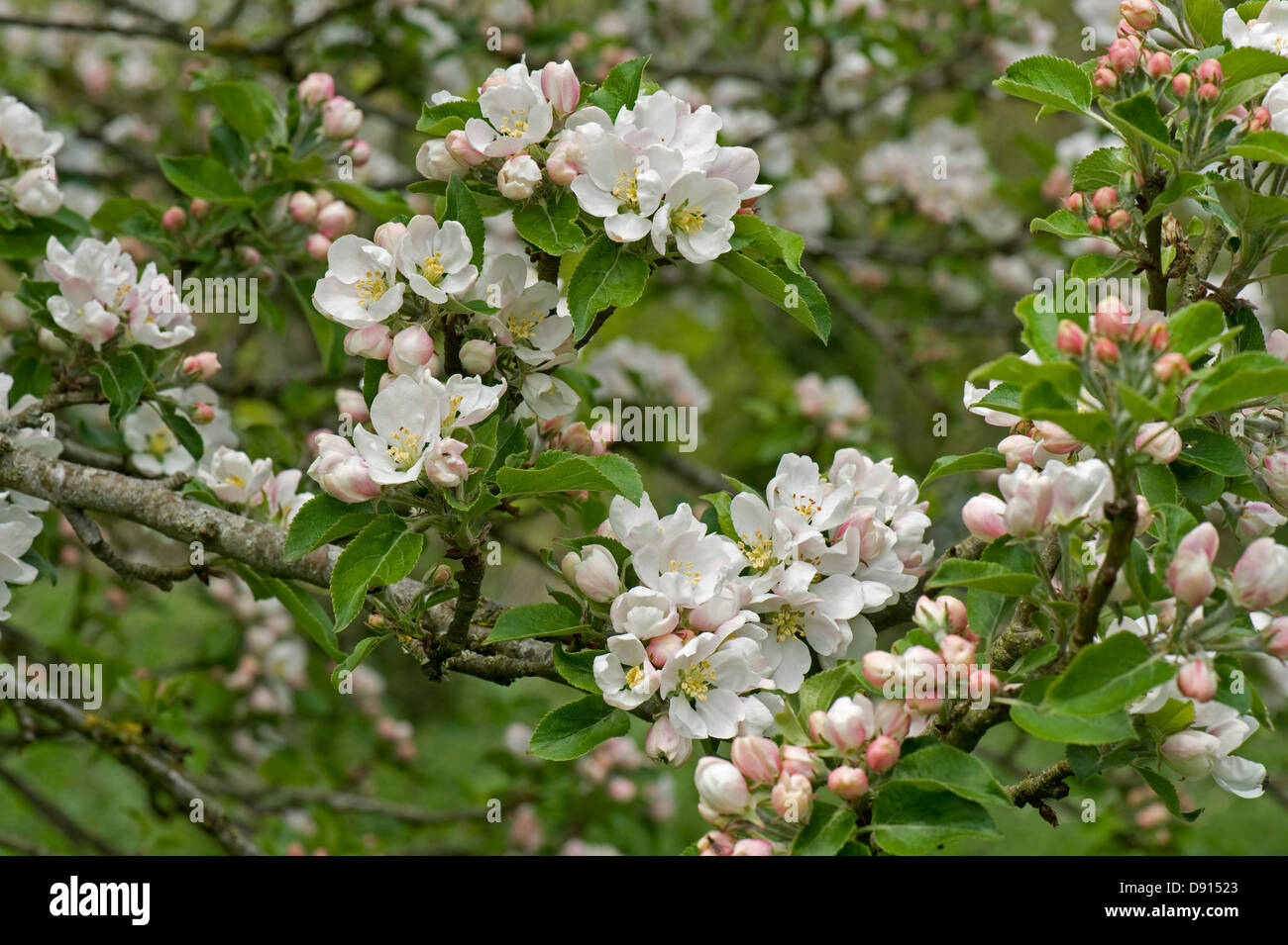 Blossom on a Discovery apple tree in a spring garden Stock Photo