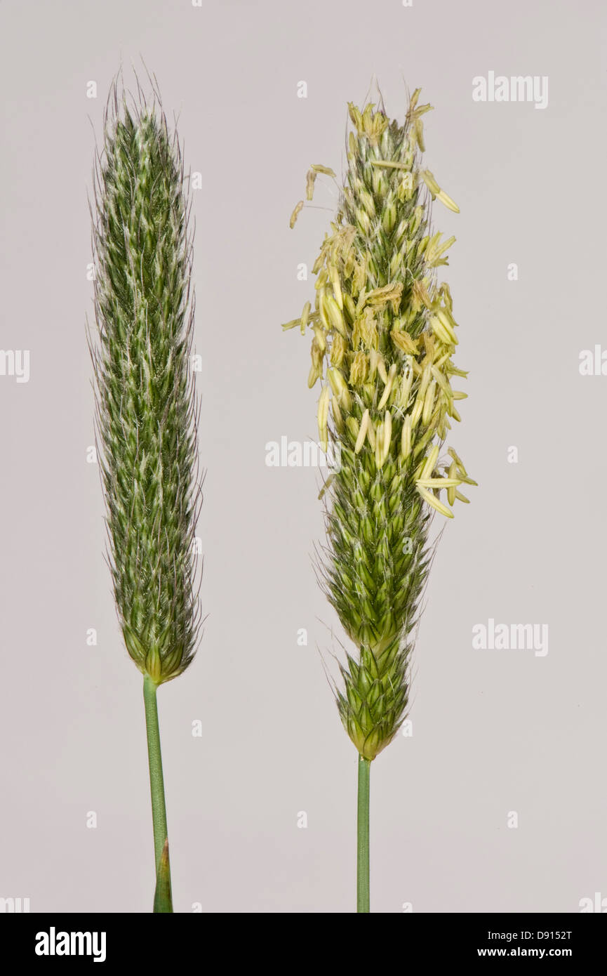Flowering heads of meadow foxtail (Alopecurus pratensis) grass Stock Photo