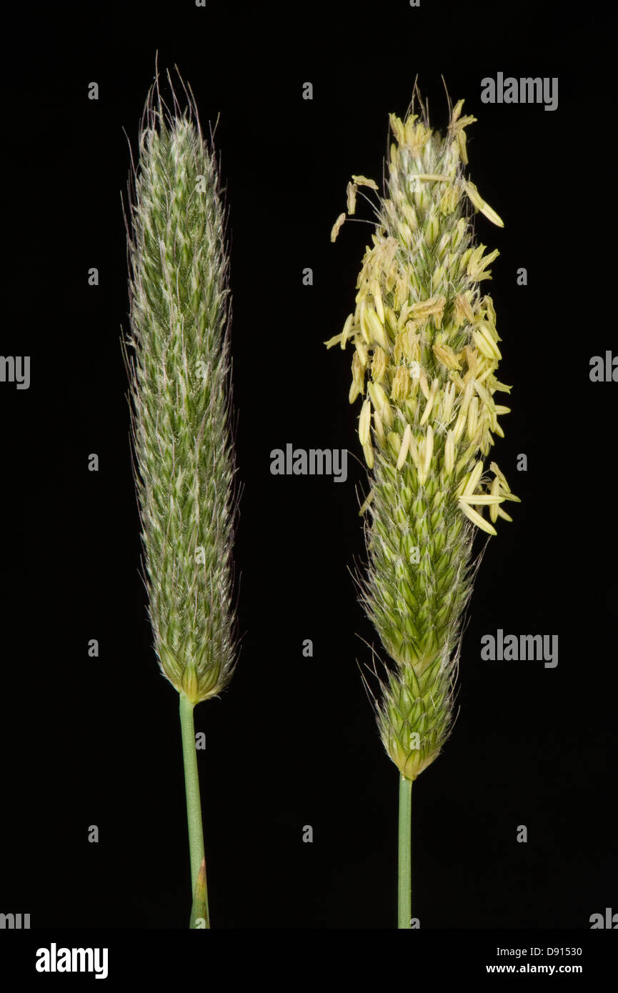 Flowering heads of meadow foxtail (Alopecurus pratensis) grass Stock