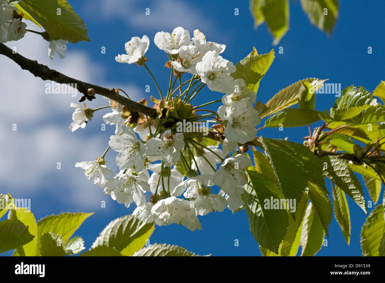 Cherry blossom in spring with young leaves against a blue sky with