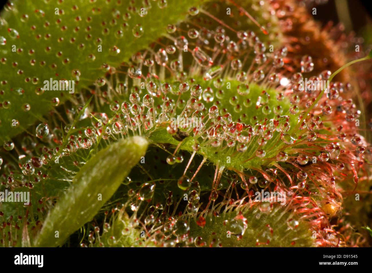 Insectivorous leaves and sticky leaf hairs of a sundew, Drosera aliciae, Stock Photo