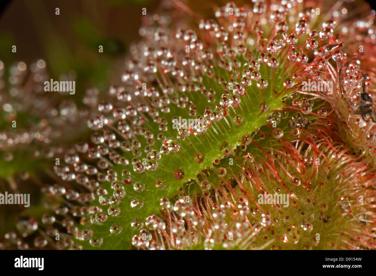 Insectivorous leaves and sticky leaf hairs of a sundew, Drosera aliciae, Stock Photo