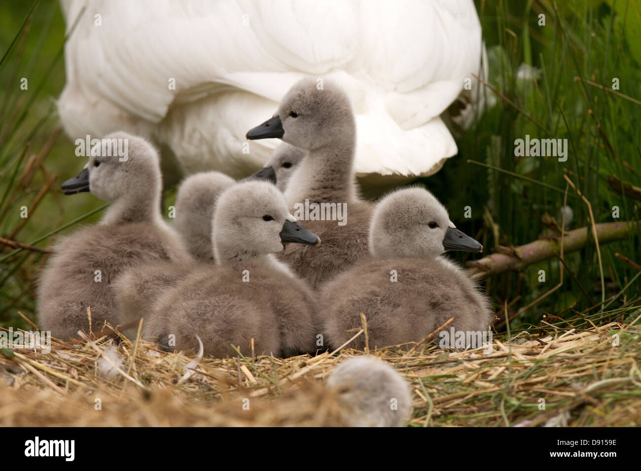 Cygnets following their parents to the water Stock Photo