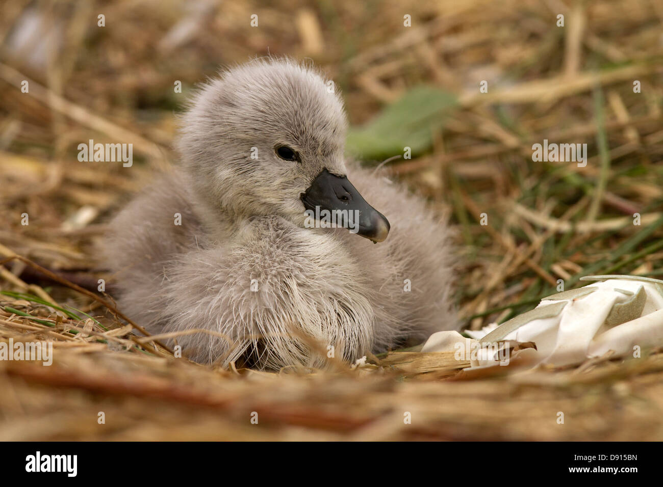Mute Swan cygnet in the nest Stock Photo