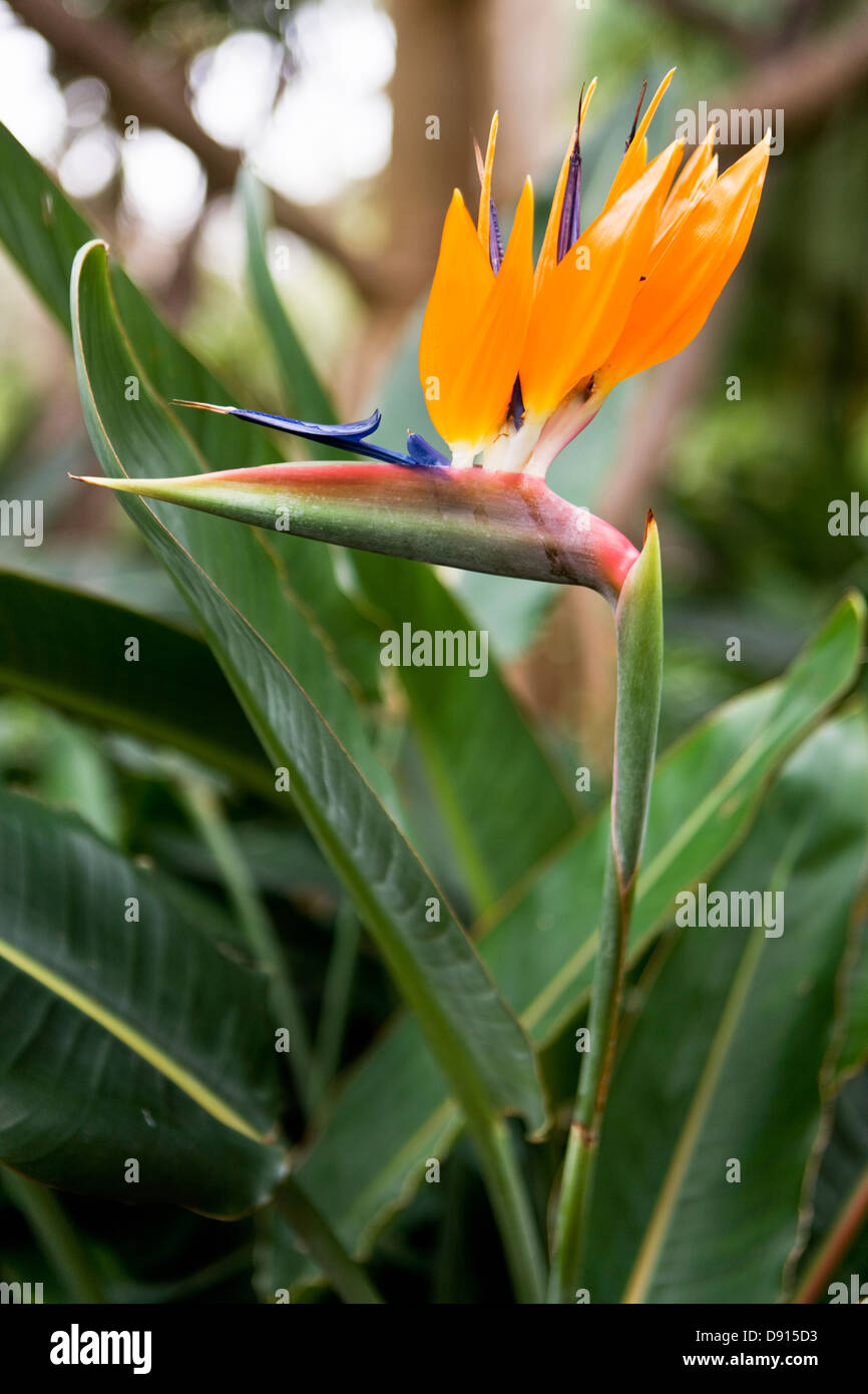 Bird of paradise flower Stock Photo Alamy