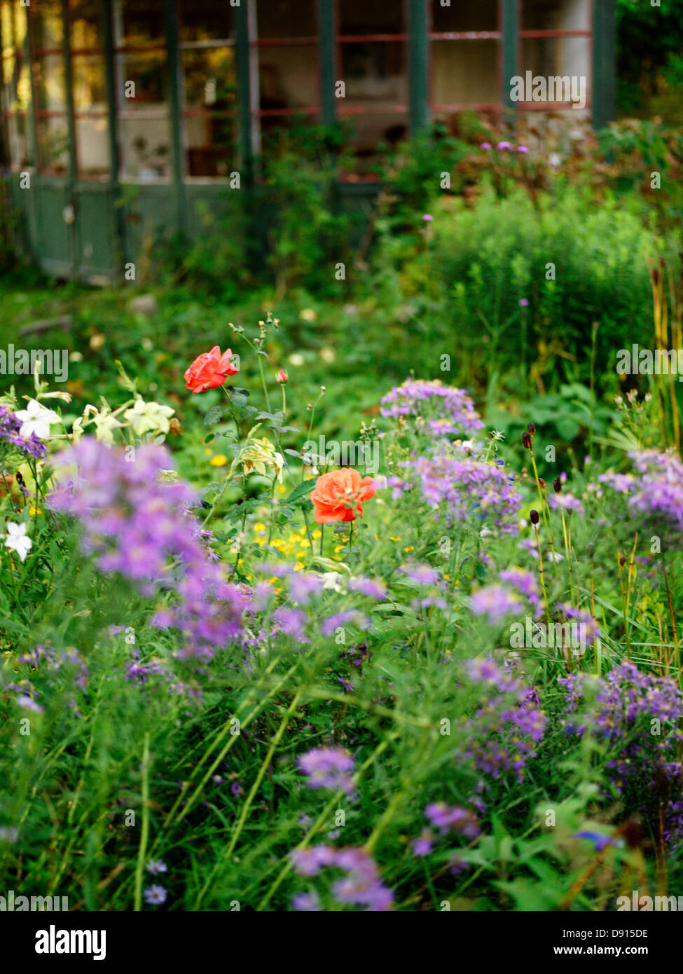 A flourishing garden, Sweden. Stock Photo