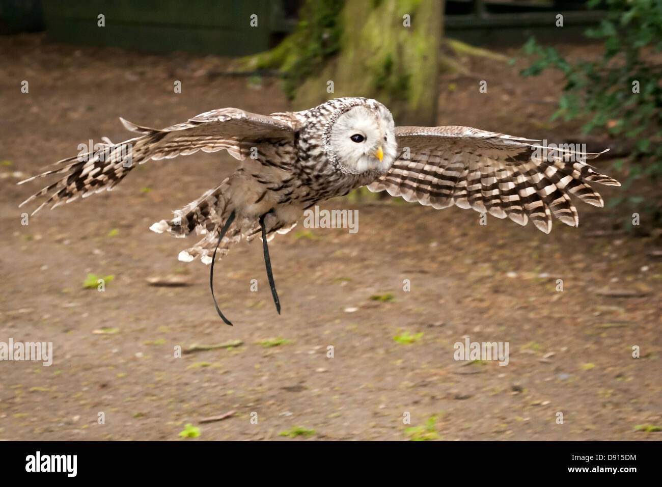 Barred owl native north hi-res stock photography and images - Alamy
