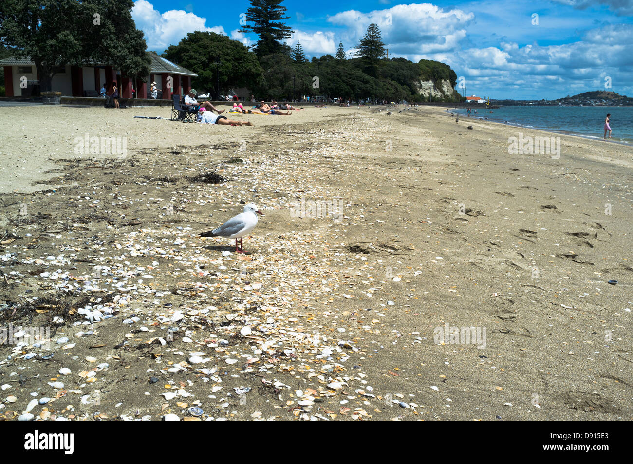 dh Mission Bay beach AUCKLAND NEW ZEALAND Red-billed Gull Chroicocephalus scopulinus Stock Photo