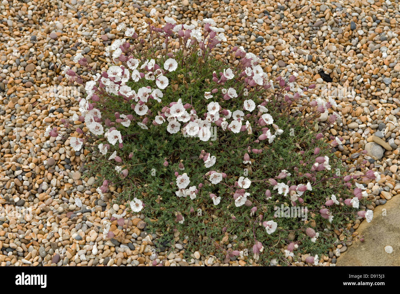 A flowering clump of sea campion, Silene maritima, on shingle and Chesil Beach in Dorset Stock Photo