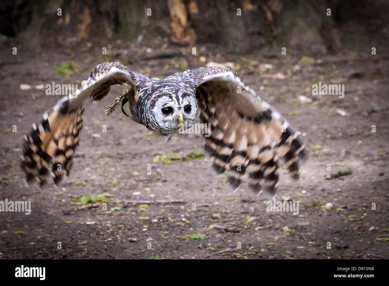 Chaco owl, Strix chacoensis, in flight, Bird Conservation Farm, UK Stock Photo