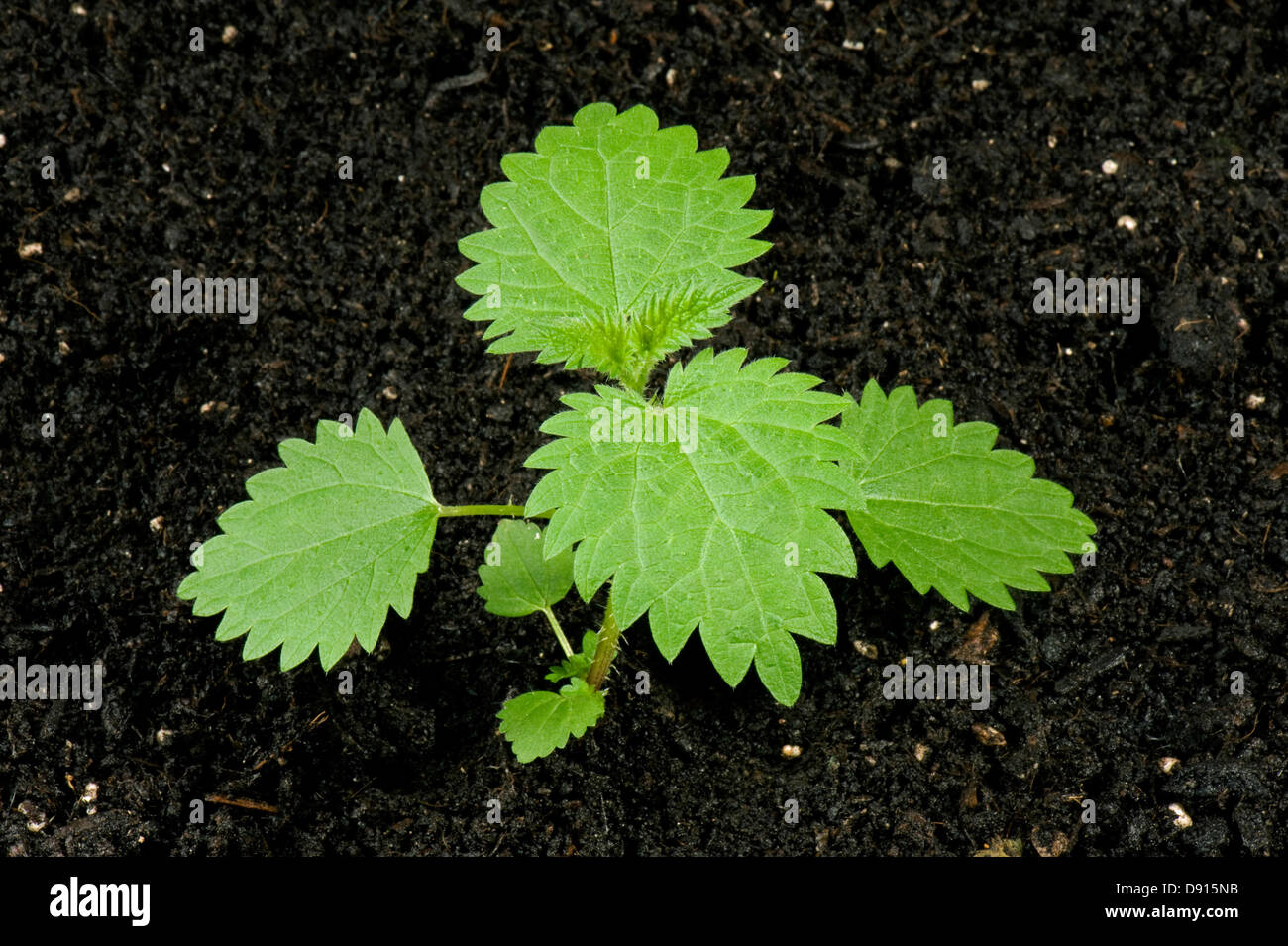 Seedling stinging nettle, Urtica dioica, perrennial stinging weed of gardens, wasteground and hedgerows with several true leaves Stock Photo