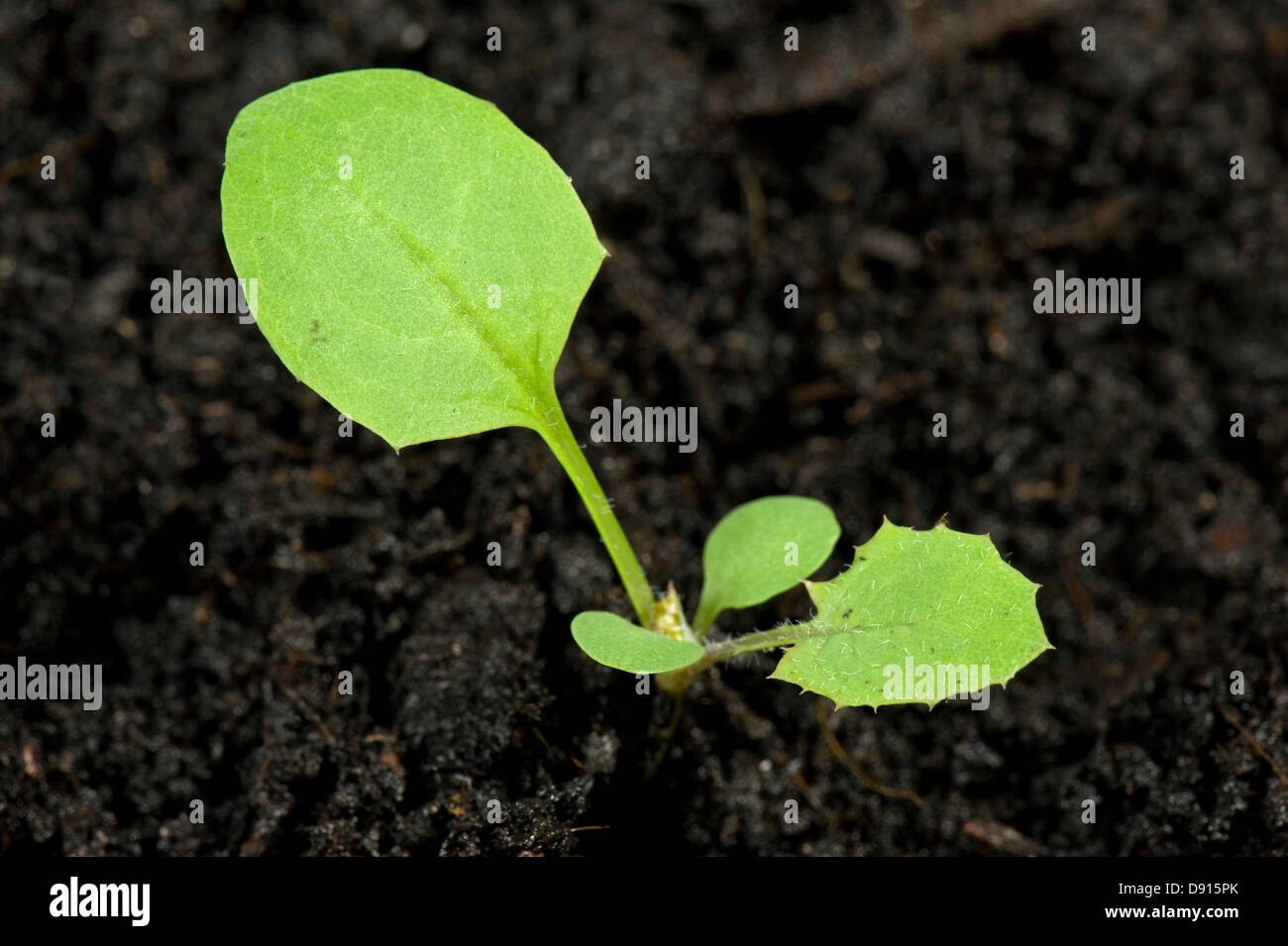 Smooth sow-thistle, Sonchus oleraceus, arable garden weed seedling with cotyledons and first true leaves Stock Photo