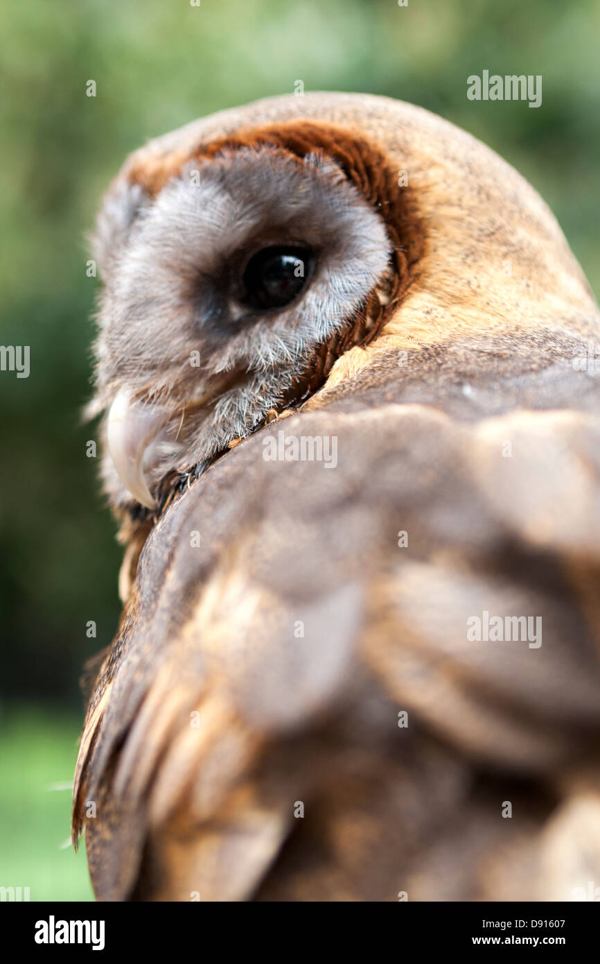 Ashy faced barn owl, Bird Conservation Farm, UK Stock Photo