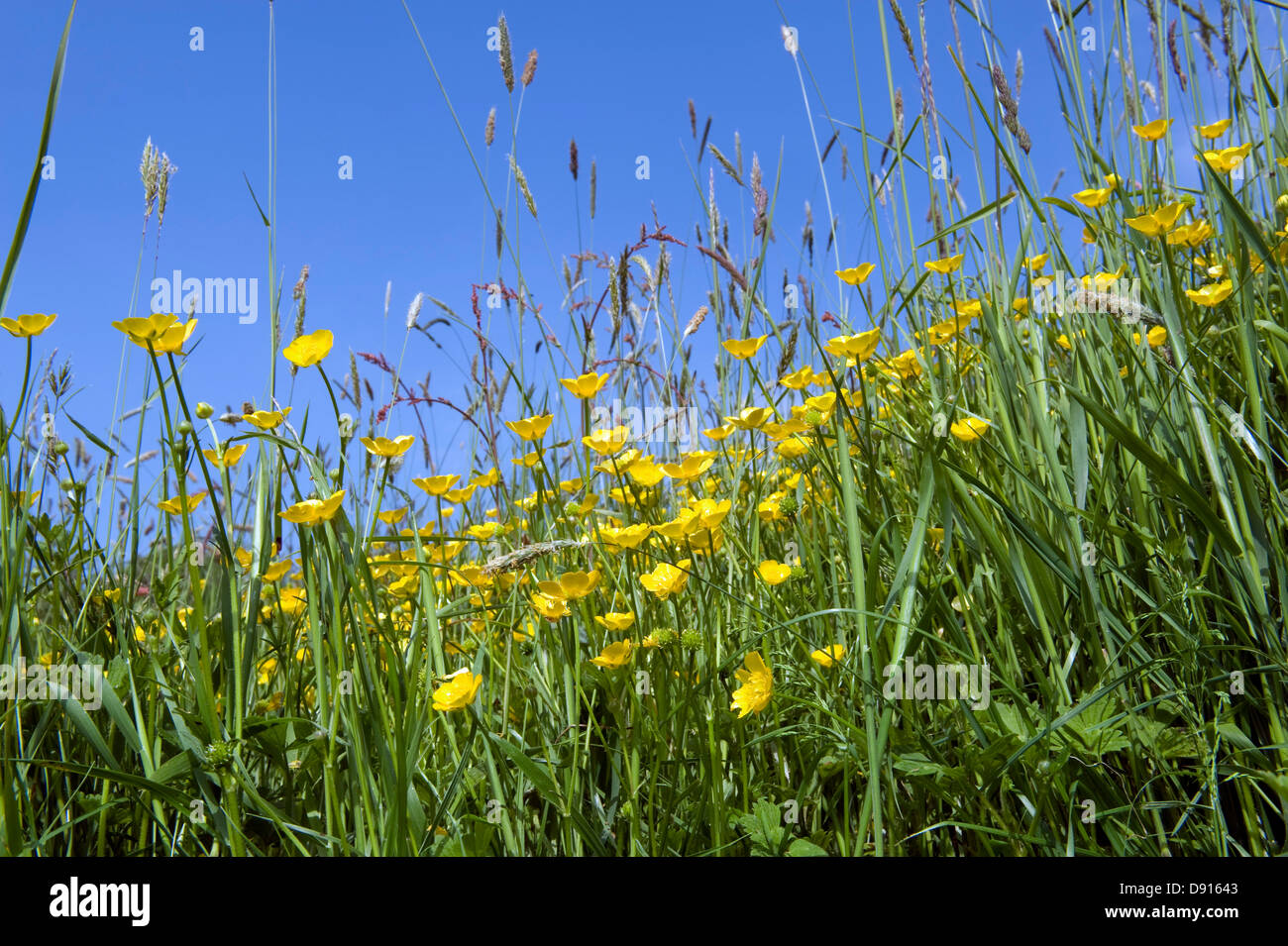 A Devon meadow with yellow buttercups and flowering meadow foxtail in early summer Stock Photo