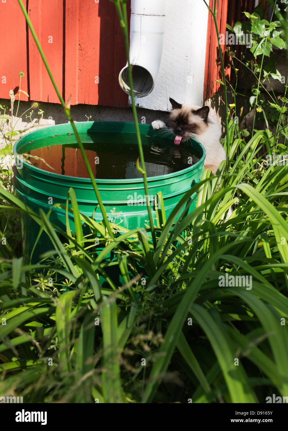 Cat drinking water from barrel Stock Photo Alamy