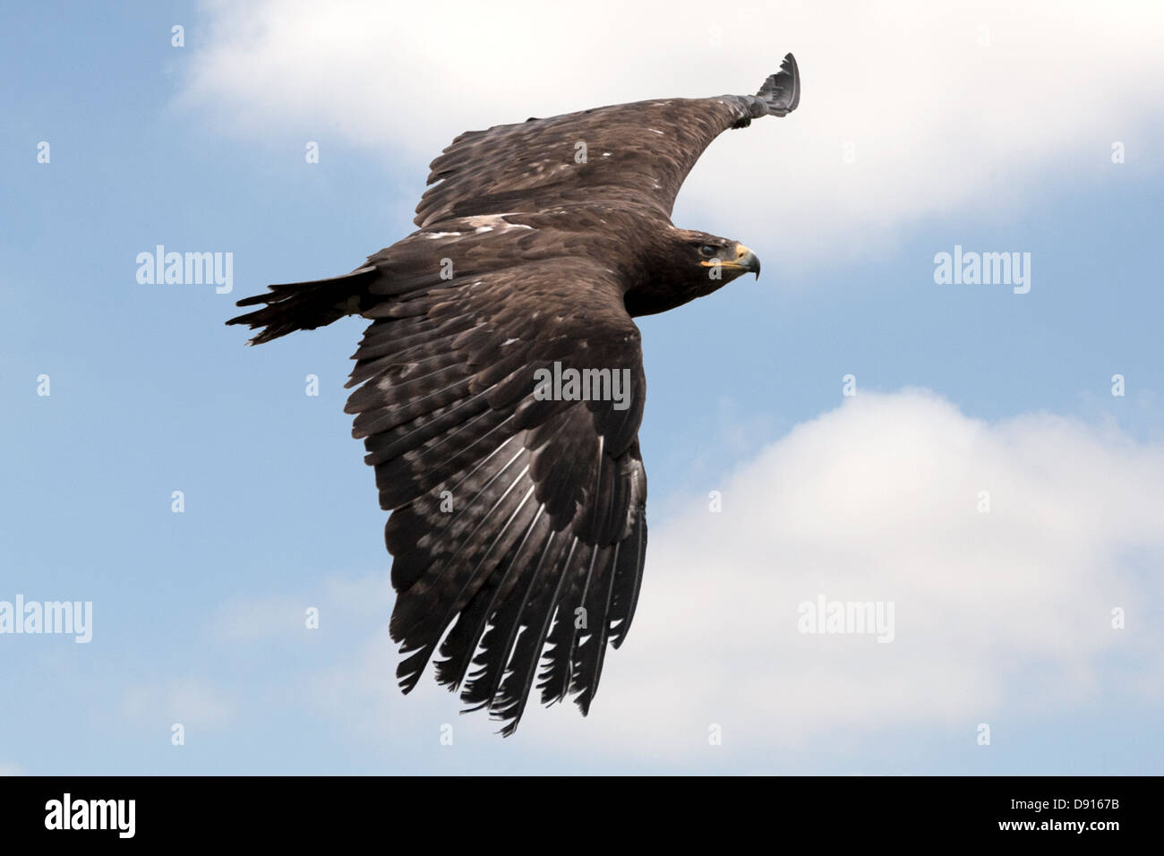 Russian Steppe Eagle, Aquila nipalensis, in flight, Bird Conservation ...