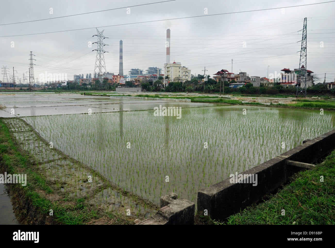 Heart Rice Paddy Vietnam rice paddy field hi-res stock photography and images - Alamy