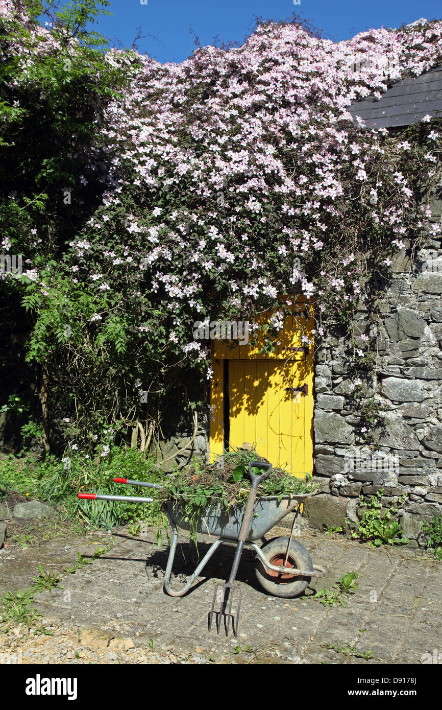 Clematis clad stone byre with wheel barrow filled with a morning's weeding Stock Photo