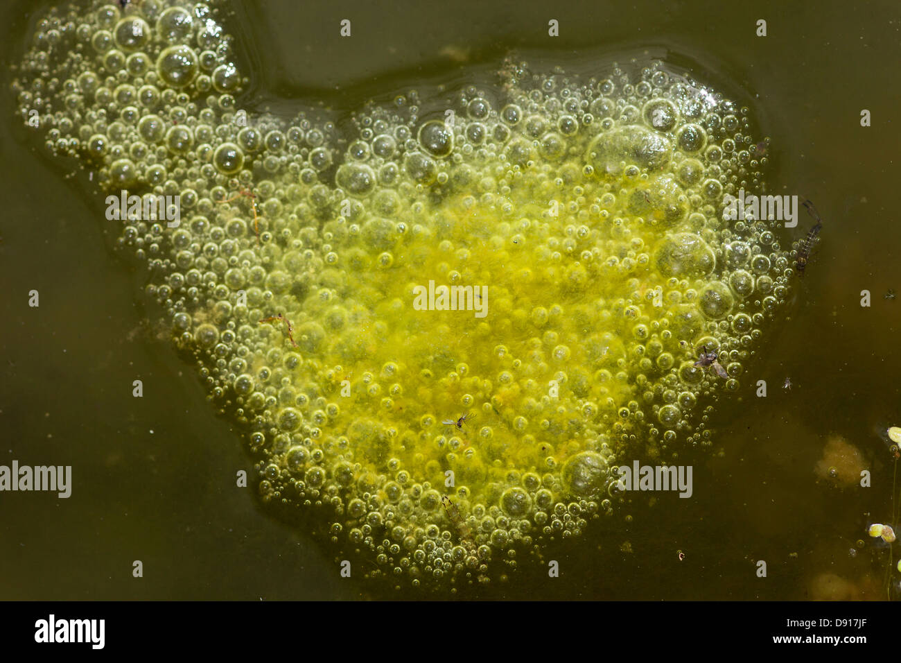 Blanket weed hi-res stock photography and images - Alamy