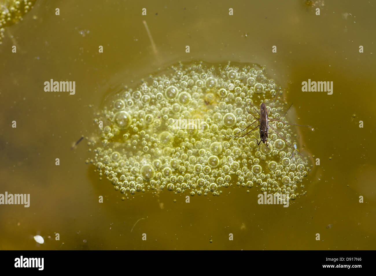 Blanket weed hi-res stock photography and images - Alamy