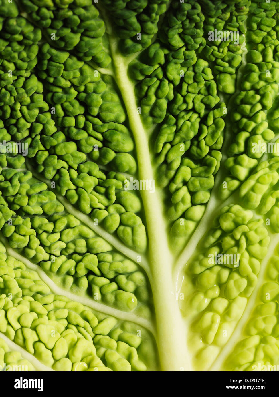 Savoy cabbage, close-up Stock Photo - Alamy