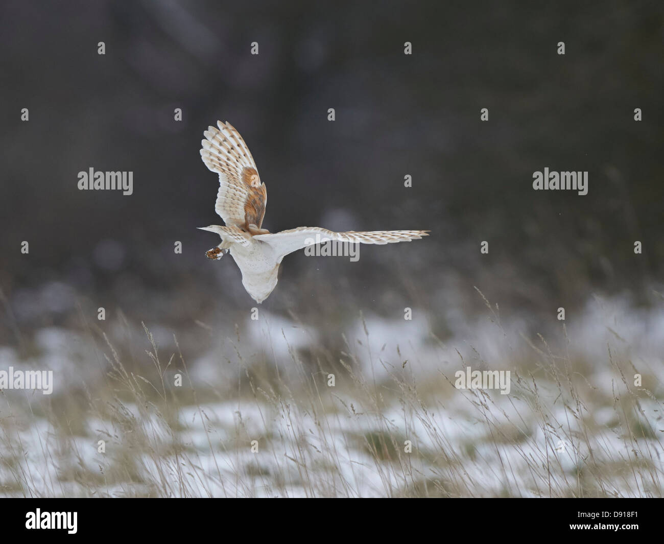 Barn owl hunting mouse hi-res stock photography and images - Alamy