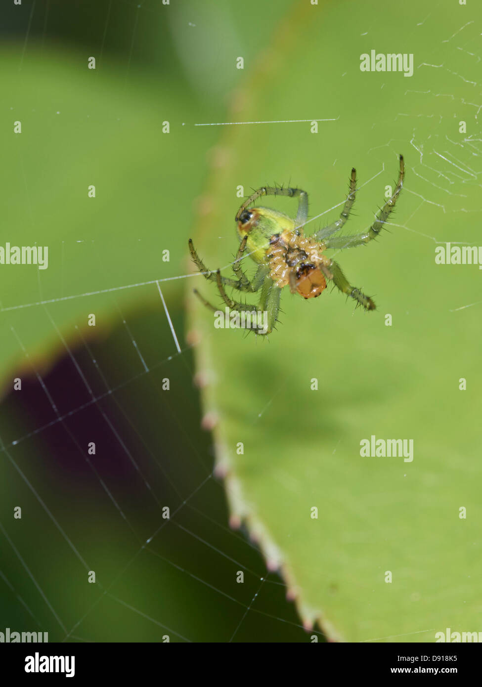 Lesser Garden Spider at its web Stock Photo - Alamy
