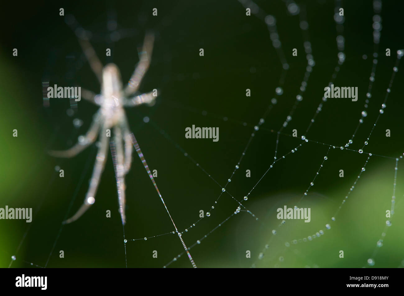 Lesser garden hi-res stock photography and images - Alamy