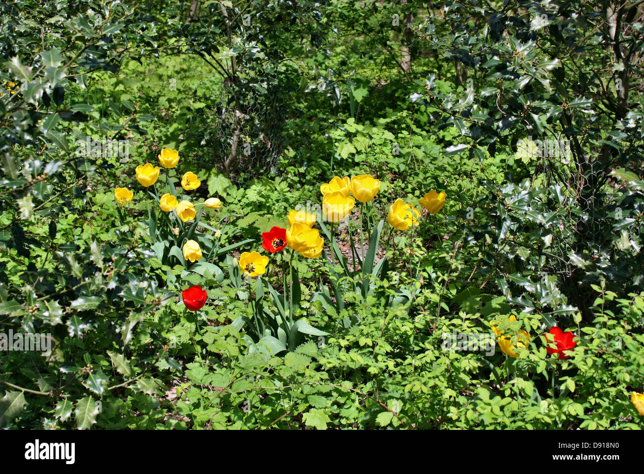 Tulips in the park Stock Photo - Alamy