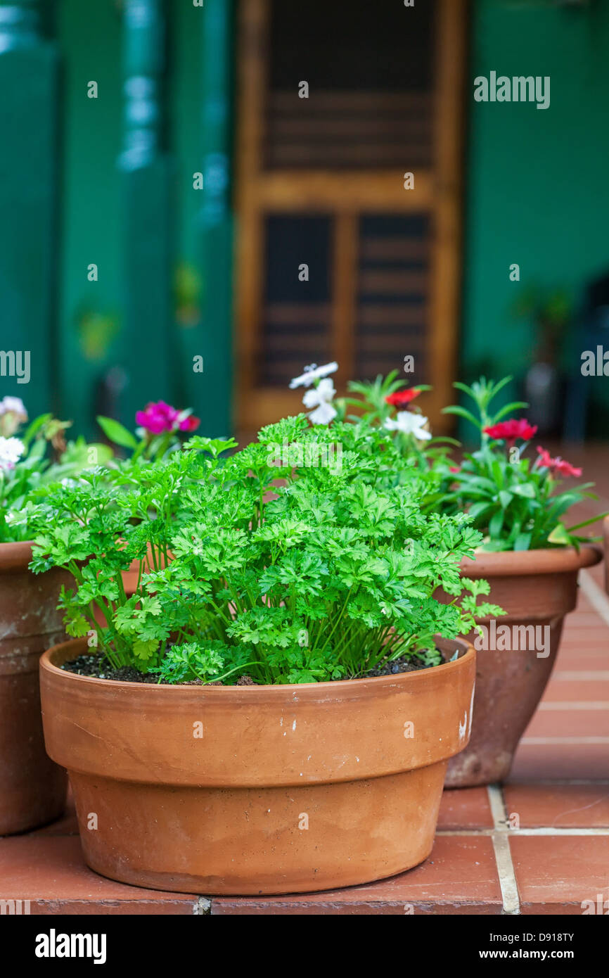 A terracotta pot full of the herb parsley nestled among some pots of flowers on a home patio. Stock Photo