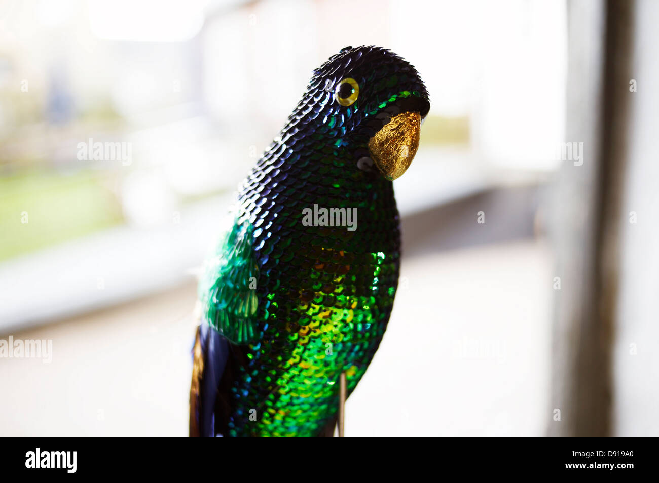 A spangle parrot, close-up. Stock Photo