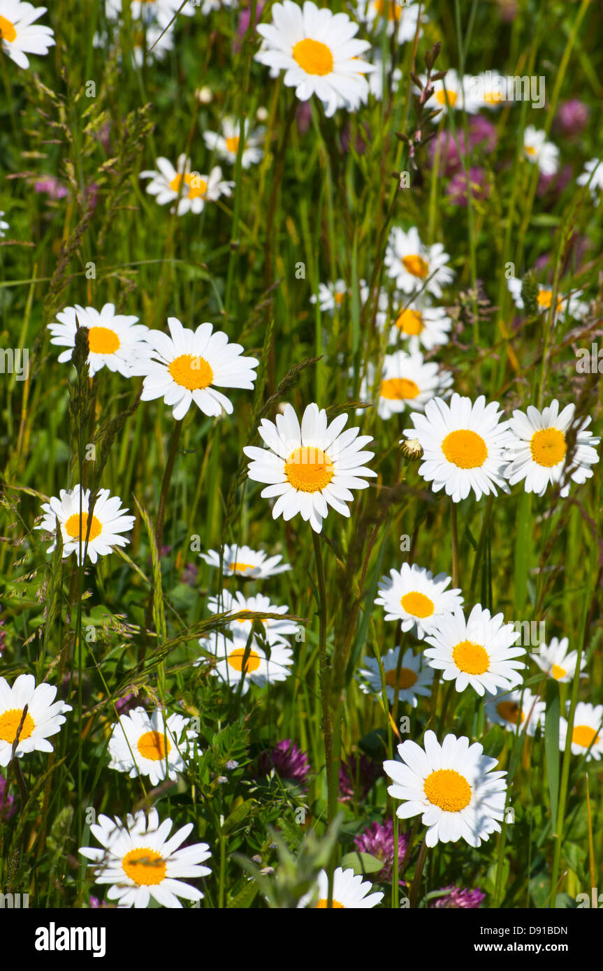 Oxeye Daisy Leucanthemum vulgare Stock Photo Alamy