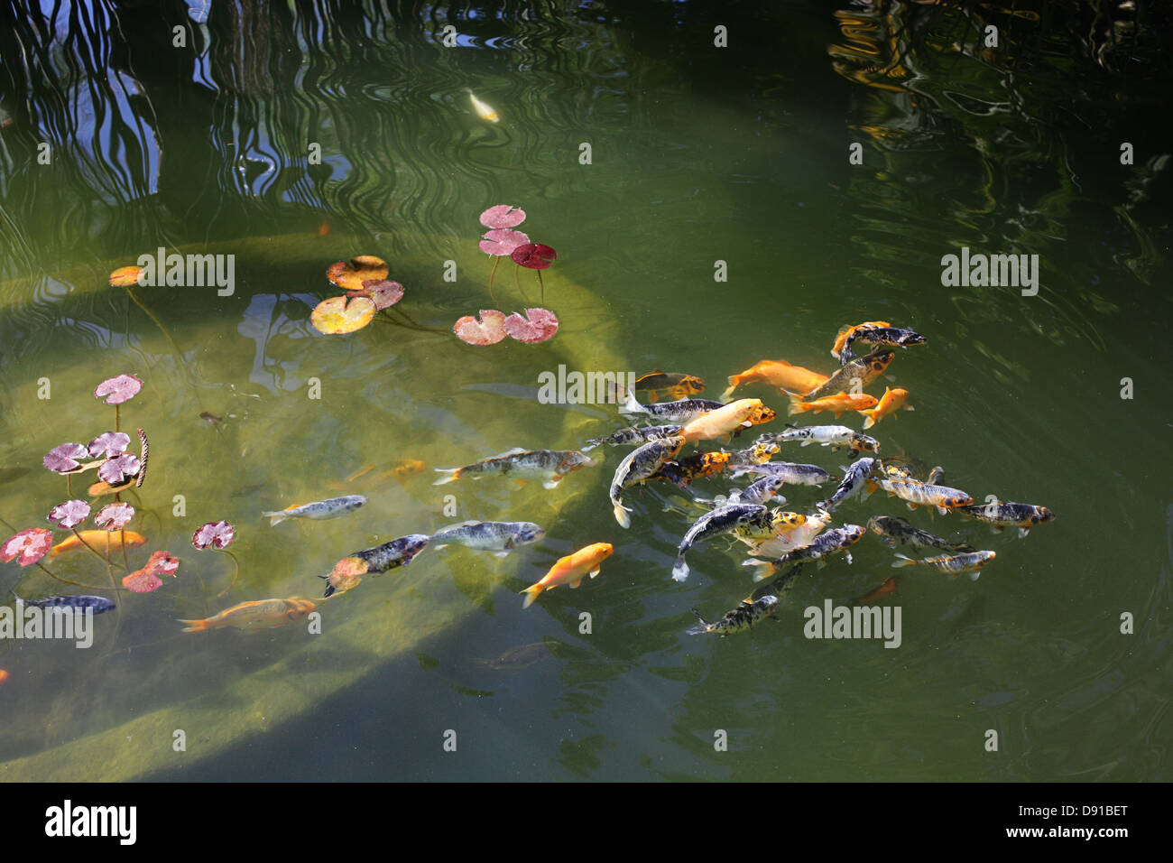 Fish eating bread crumbs Stock Photo Alamy