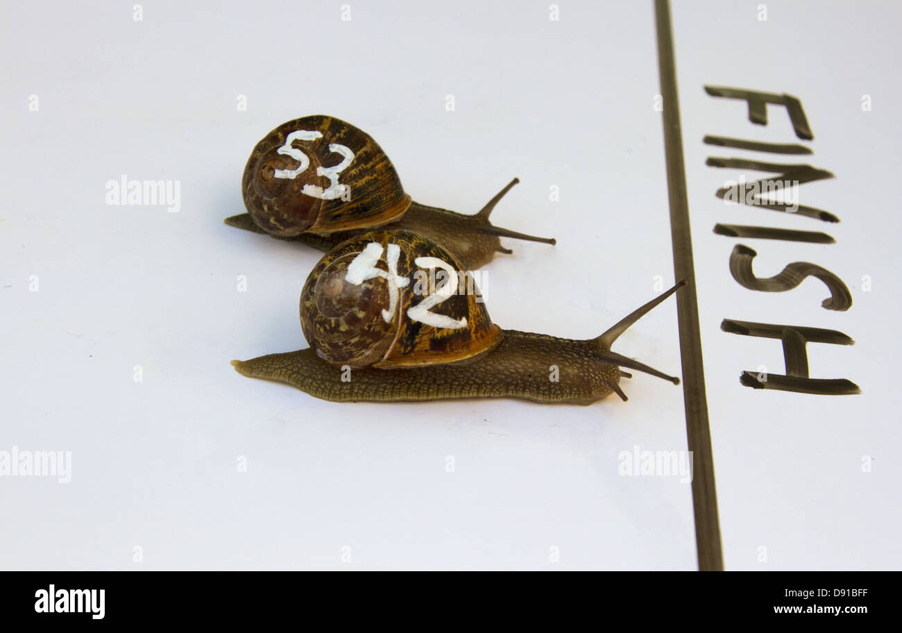 snail-race-D91BFF.jpg