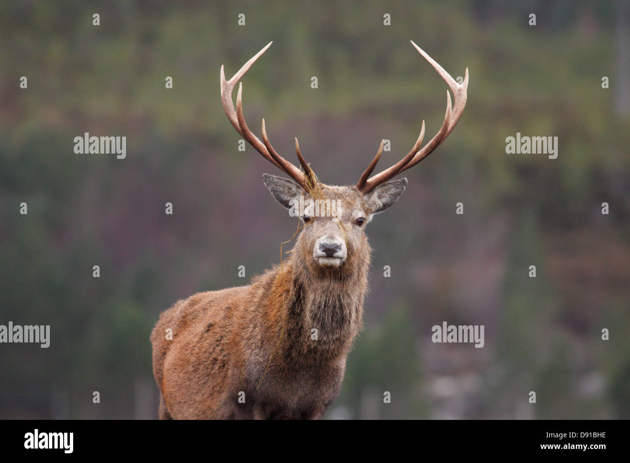 Red deer stag (Cervus elaphus), Highlands, Scotland, UK Stock Photo