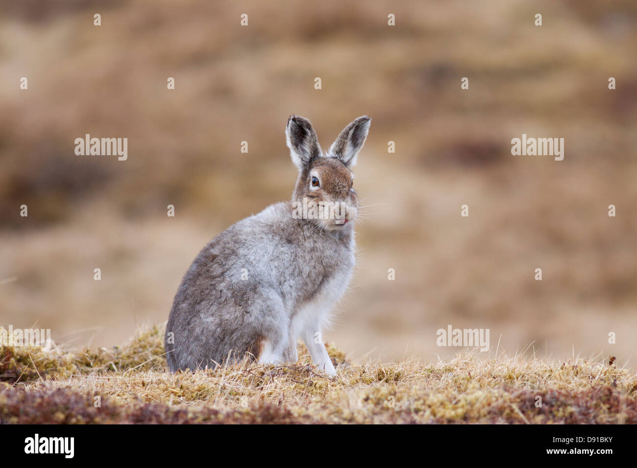 Mountain Hare (Lepus timidus), Highlands, Scotland, UK Stock Photo