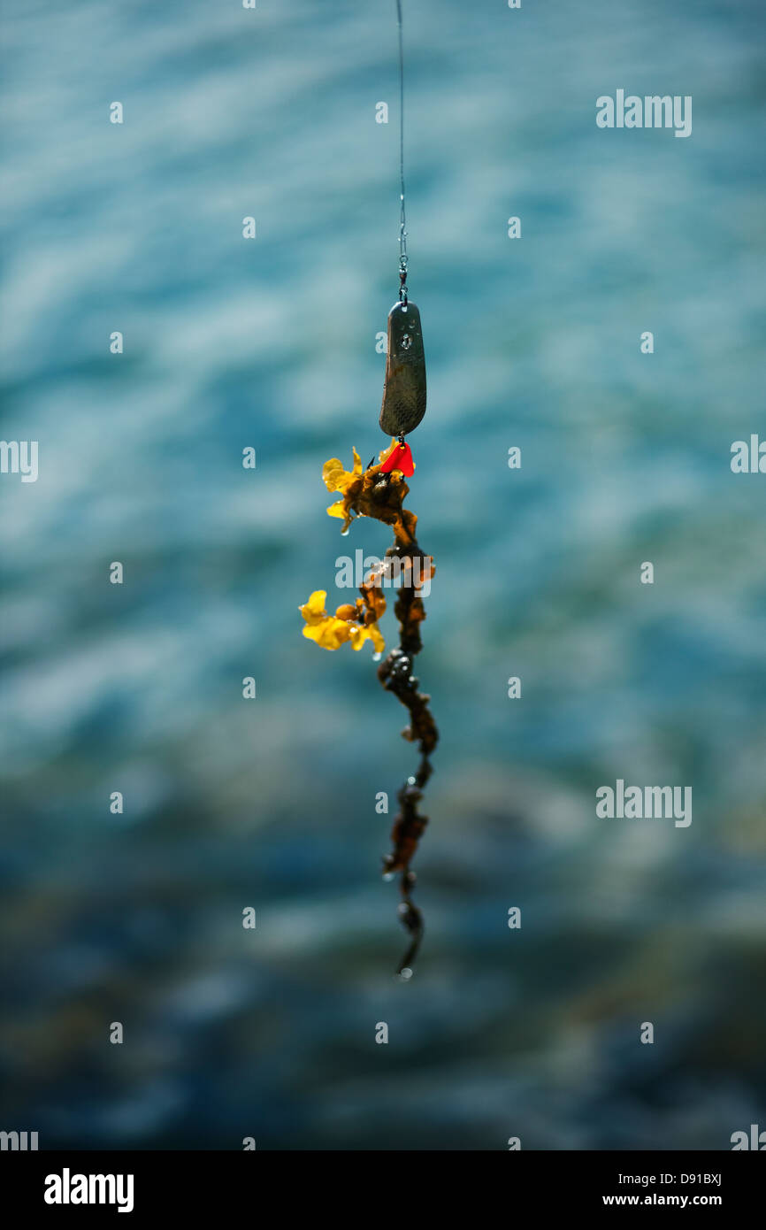 Seaweed hanging from a fishing lure, Sweden. Stock Photo