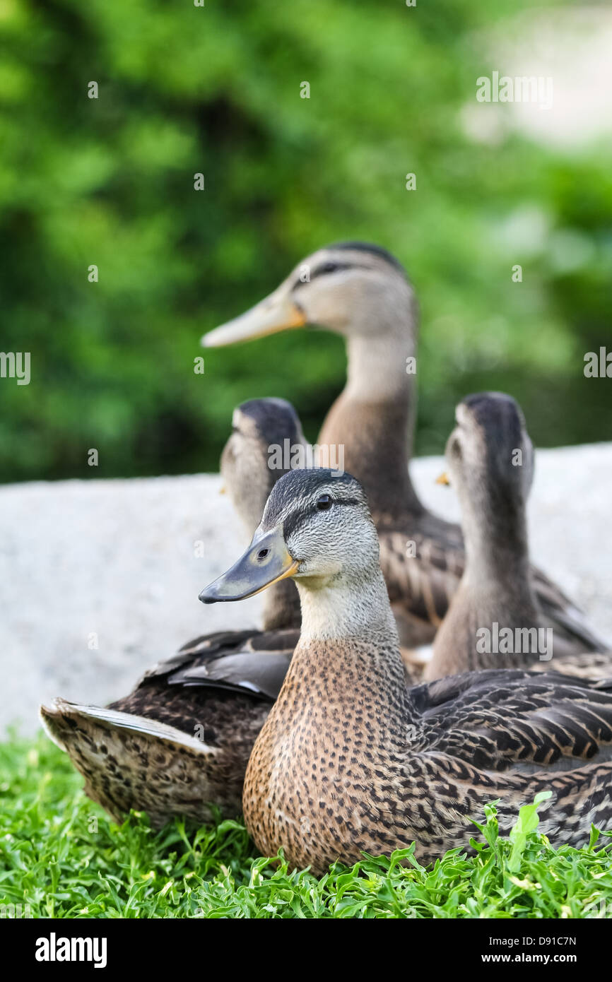 Female ducks standing at a a fountain staring at something Stock Photo