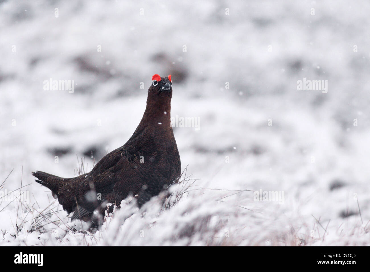 Male red grouse (Lagopus lagopus scotica) in the snow, Monadhliath Mountains, Scotland, UK Stock Photo